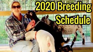 Breeding Goats on the Farm / Age to Breed Nigerian Goats