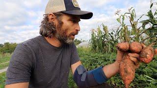 When to Harvest + How to Cure Sweet Potatoes