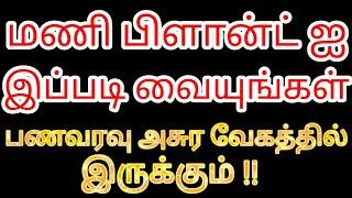 மணி பிளான்ட் ஐ இப்படி வையுங்கள் | பணவரவு அசுர வேகத்தில் பெருகும் | Karthick | Divine route