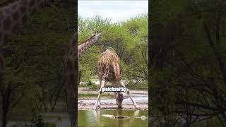 Der Aussichtsturm auf 4 Beinen #giraffe #savanne #tierwissen #tiere