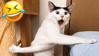 New Funny Cat and Dog Videos  Funniest Animals  Part 10