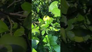 Checking the Grapefruit on the tree - Sept. 2020