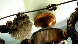 RELAX - Wasp nest at home