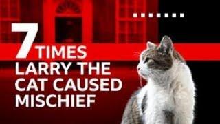 The List - 7 Times Larry the Cat Caused Mischief - BBC iPlayer