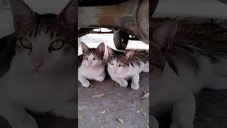 Cute Twin Cats | Cats | Shorts | Sema Nachunu Irukku | kabilan