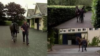 Behind The Gates Series - Stallions’ Daily Routine