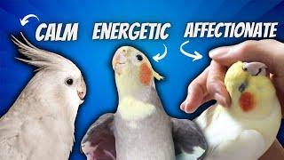 Top 5 Cockatiel Personality Types: Find Out Yours!