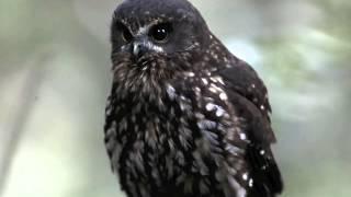 New Zealand Morepork (Ruru)