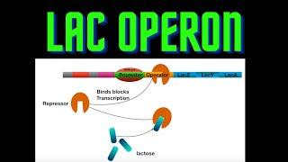 USMLE Step 1 - lesson 10 - lac operon