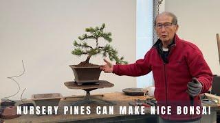 Nursery pines can make nice bonsai