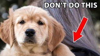 12 Things Golden Retrievers Hate That Humans Do