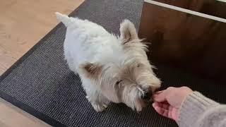 cute and funny westie Budi