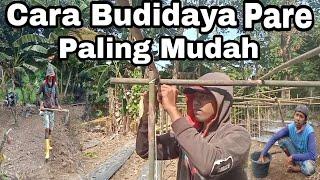 Budidaya Pare || Pengolahan lahan || Pemasangan Para-Para ||  Cara Tanam Pare Dari Biji