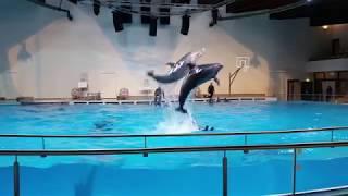 Дельфинарий в Клайпеде, морской музей и океанариум, полное выступление дельфинов и котиков