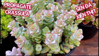 CRASSULA IVORY TOWER | NHÂN GIỐNG SEN ĐÁ XIÊN THỊT | 다육식물 | 多肉植物 | SUCULENTAS