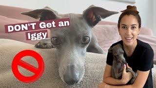 DON'T Get an Italian Greyhound