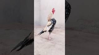 hen crowing sound #ayamkampung #ayamlucu #ayam