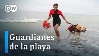 Perros de rescate: el mejor amigo del hombre salva vidas | DW Documental