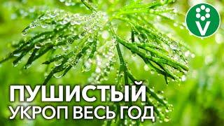 УКРОП КРУГЛЫЙ ГОД! Как вырастить пушистый укроп в открытом грунте и на подоконнике