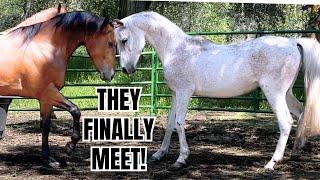 Warmblood meets Arabian horse ~  It got a little WILD!