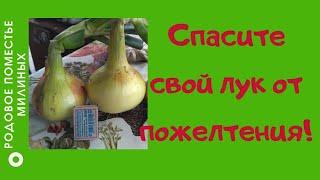 Лук желтеет? Срочно нужно обработать солью!