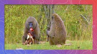 Olive Baboon Picks Through the Remains of an Impala