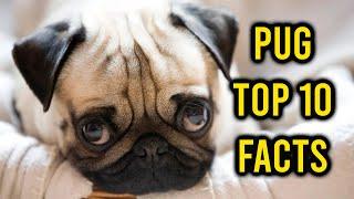 10 Facts About the Pug Dog Breed, The Most Adored Pet In The World
