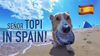 TOPI IN BARCELONA! - Topi the Corgi