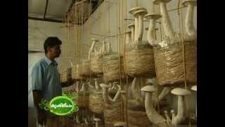 Success story of mushroom cultivation : കൂൺ കൃഷിയിലെ വിജയഗാഥ