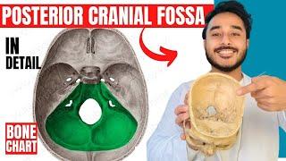 posterior cranial fossa anatomy 3d | anatomy of posterior cranial fossa of skull anatomy