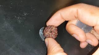 DIY Rudraksha Test: How to Check If It's Real