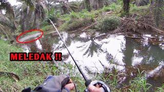 SEKALI DIA SAMBAR UMPAN AUTO GHAIB | CASTING SNAKEHEAD | SEASIR