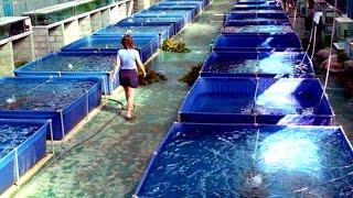 Indonesia's Fish Farm Plans To Create Insane Sustainable Aquaculture Villages