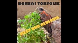 Intro to our Redfoot Tortoise group