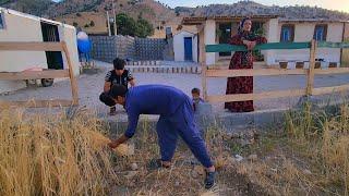 "Removing the yard board to harvest wheat and walling the yard, and meeting with Mehran"