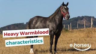 Heavy Warmblood Horse | characteristics, origin & disciplines