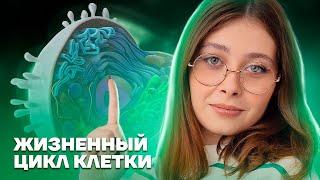 Жизненный цикл клетки | Биология ЕГЭ для 10 класса | Умскул