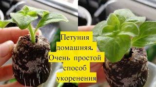 Петуния домашняя. Очень простой способ укоренения и размножения