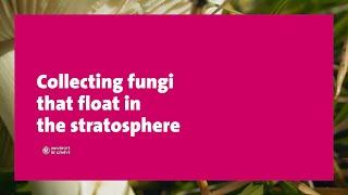 Collecting fungi that float in the stratosphere