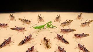 WHAT IF A PACK OF HUNGRY LOCUSTS SEES A MANTIS? MANTIS VS LOCUSTS!