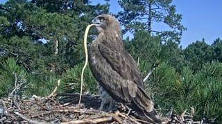 Àguila marcenca dels Ports (28.07.2024) - Serp tres minuts 