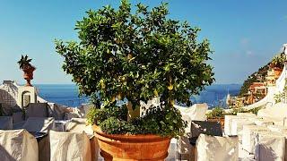 5 Reasons Why LEMONS are the BEST Fruit Tree to GROW in Containers or Pots