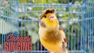 Canary Training Champion Song - Canary Singing Video