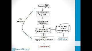 Hematology USMLE Step 1 — Anticoagulant Drugs — Boards and Beyond