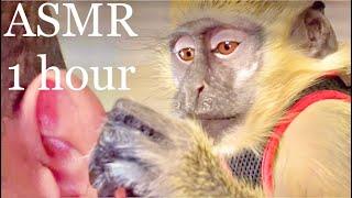 ASMR Monkey |RARE| Grooming Relaxing Sleep Satisfying (Thabo And Ray)