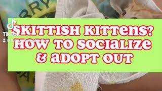 How to socialize kittens & adopt out!