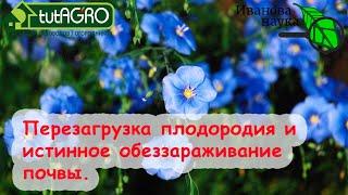 Азбука сидератов. Ч. 8. Лён как сидерат - перезагрузка плодородия и истинное обеззараживание почвы.