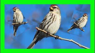 Common Redpoll Bird Song, Call, Sound, Voice, Chirping - Pardillo Sizerín Canto - Acanthis Flammea