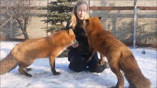 Find 5 differences between Vasilisa the Fox and Foxie