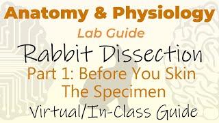 Rabbit Dissection - Part 1 - Before You Skin The Specimen